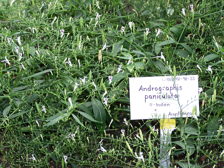 
Planta de Andrographis paniculata, Botanischer Garten Berlin. Imagen: I, Muritatis, Wikimedia commons