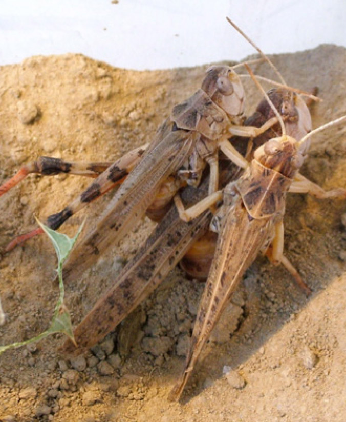 Una femella (de més grandària) i dos mascles de Dociostaurus maroccanus. 