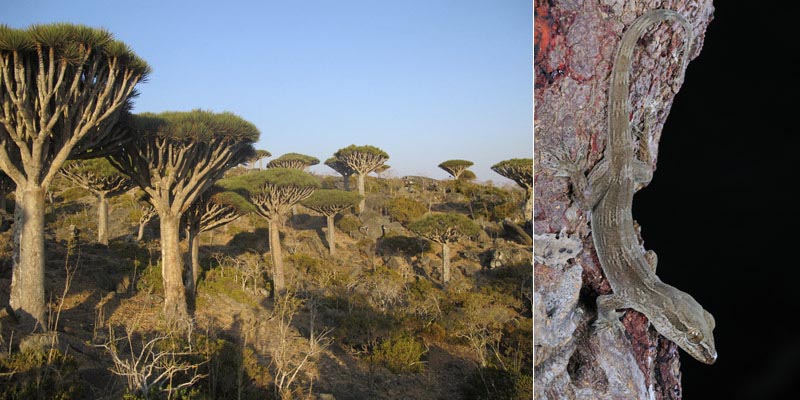 Algunes espècies tenen hàbitats molt restringits, com és el cas del geco endèmic Hemidactylus dracaenacolus (imatge dreta) que només habita en el també endèmic arbre de sang de drac (Dracaena cinnabari, a la imatge de l'esquerra), ambdues espècies en perill d'extinció. Autors: imatge esquerra, Salvador Carranza; dreta, Fabio Pupin. 