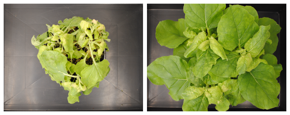 Nicotiana benthamiana tobacco plants treated to improve resistance to Tomato spotted wilt virus: with control treatment (left) and treatment with the antiviral syntasi-RNAs (right).