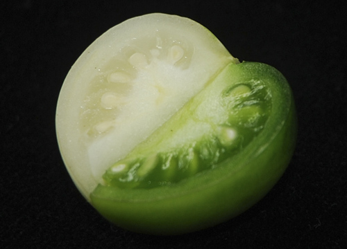 Els científics expliquen que el canvi del color en un fruit té una funció comunicativa a la natura. Els fruits maduren amb un canvi de color, que fa que els animals els reconeguin millor, canvi que coincideix amb el moment en què les llavors poden germinar, no abans. Imatge: Briardo Llorente i Manuel Rodríguez-Concepción /CRAG.