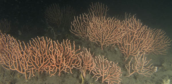 Gorgonias en lecho marino, en el Mediterráneo (ICM-CSIC).