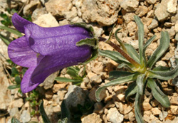  Campanula alpestris, especie rara y endémica de los Alpes.