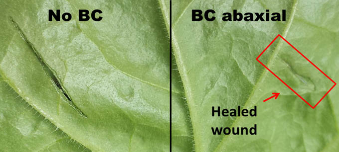 Detall de dues ferides en una fulla d'una planta Nicotiana benthamiana. Només una ferida (a la dreta) va ser tractada amb la cel·lulosa bacteriana. Les dues imatges van ser preses 48 hores després de la ferida i el tractament.