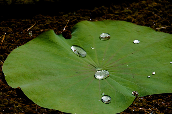 La flor de lotus té propietats hidrofòbiques com a conseqüència de la seva estructura, 