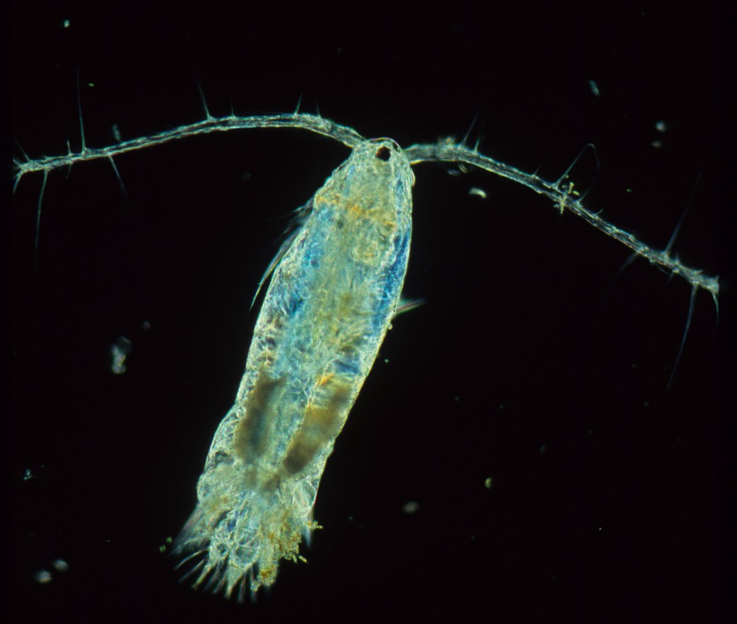 Los organismos mixótrofos del plancton pueden nutrirse como una planta a través de la fotosíntesis y, al mismo tiempo, como un animal, capturando presas.