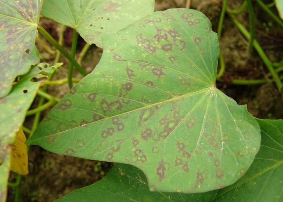 Foliar symptoms of Feathery Mottle Virus on sweet potato. Image: Gerald Holmes, Strawberry Center/ Cabi Digital Library