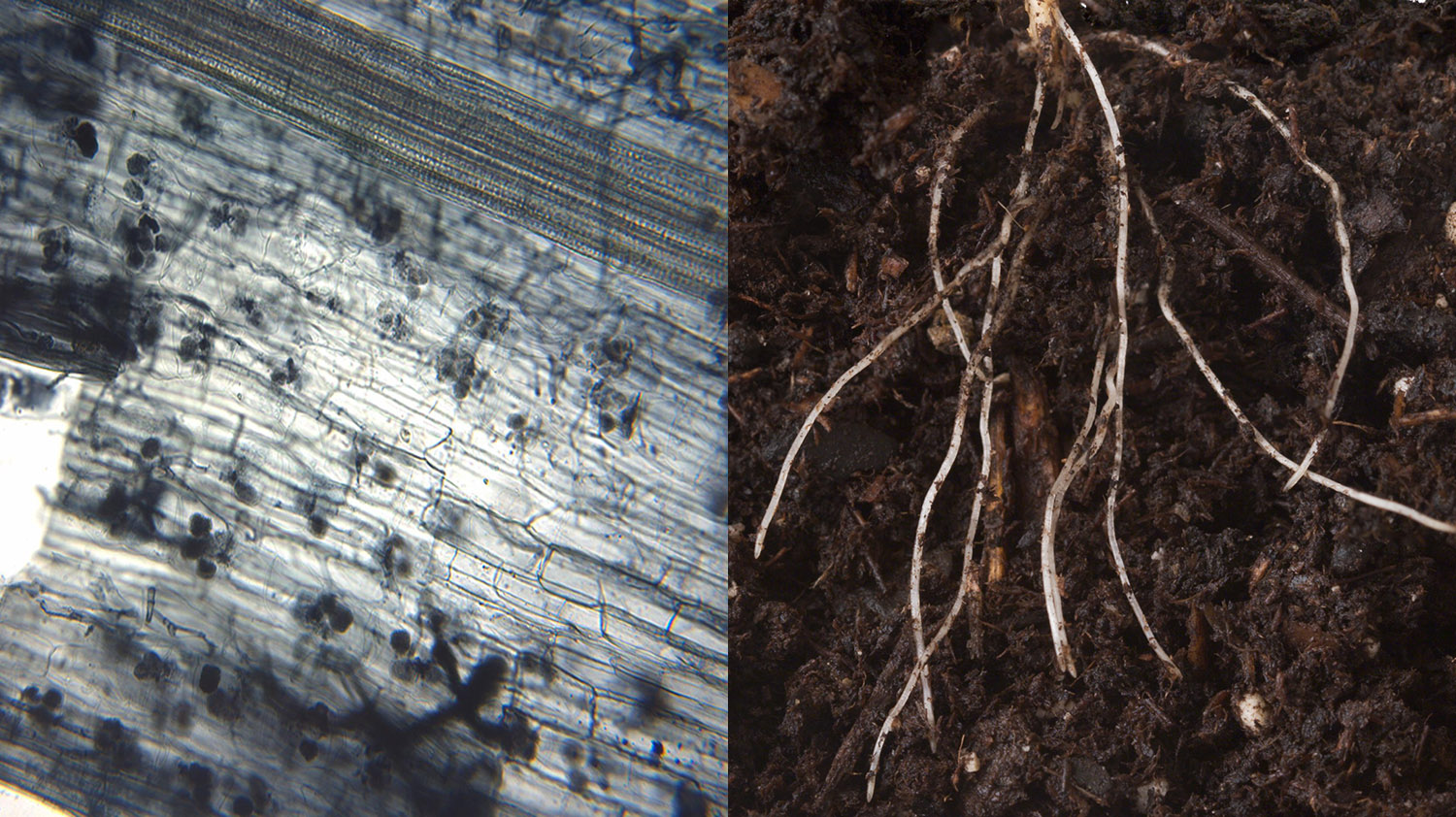 Els fongs microrícics arbusculars (esquerra) viuen de forma natural a les arrels de les plantes, amb les quals estableixen una relació simbiòtica en què la planta subministra carboni als fongs i aquests faciliten a la planta nutrients minerals. A l'esquerra, imatge de MS Turmel, University of Manitoba, Plant Science Department.