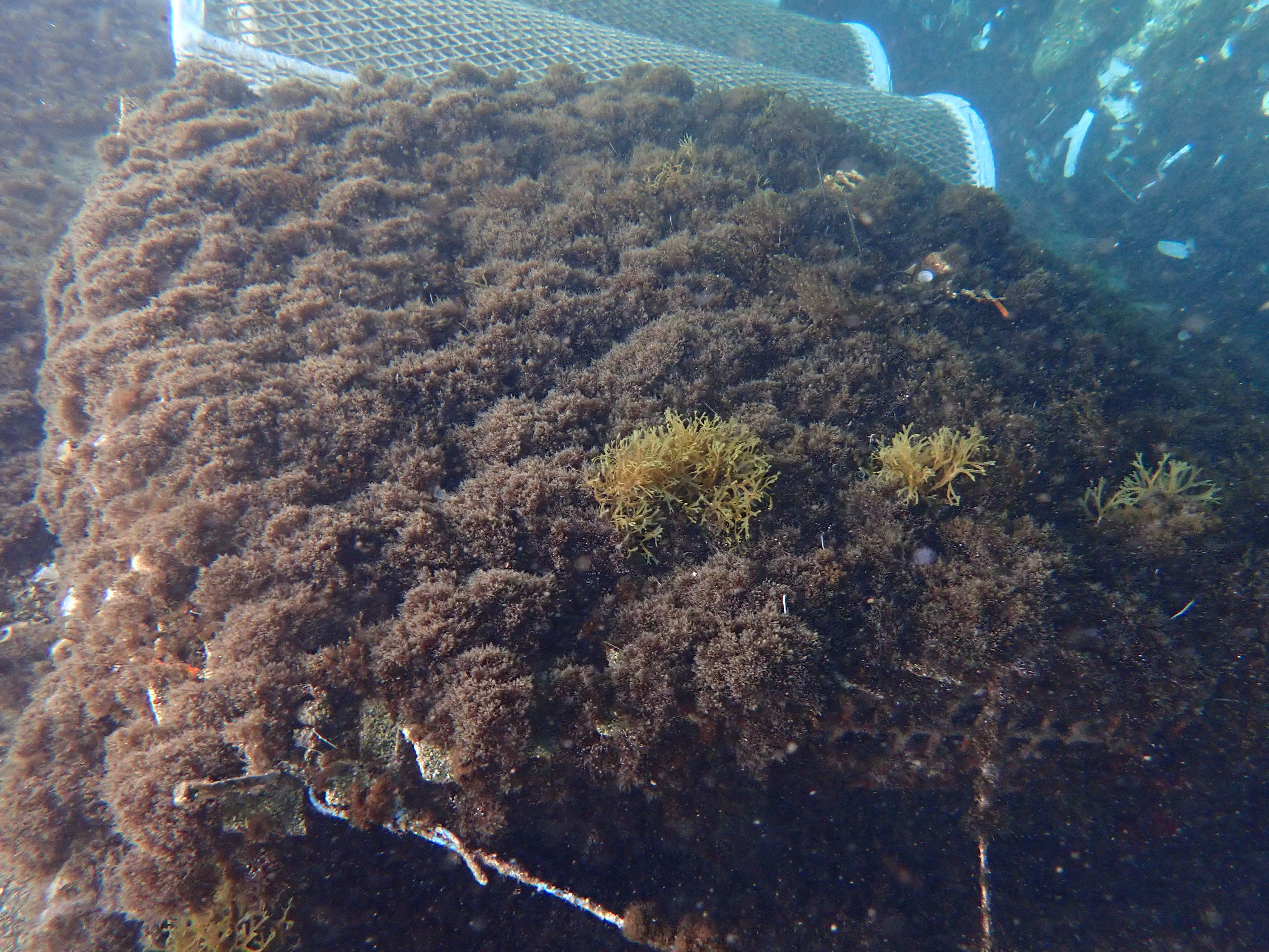 Un dels esculls que mimetitzen la natura instal·lats al projecte. En segon pla es pot veure una de les estructures, encara en procés de recobriment per part de les algues. Imatge: Ocean Ecoestructures