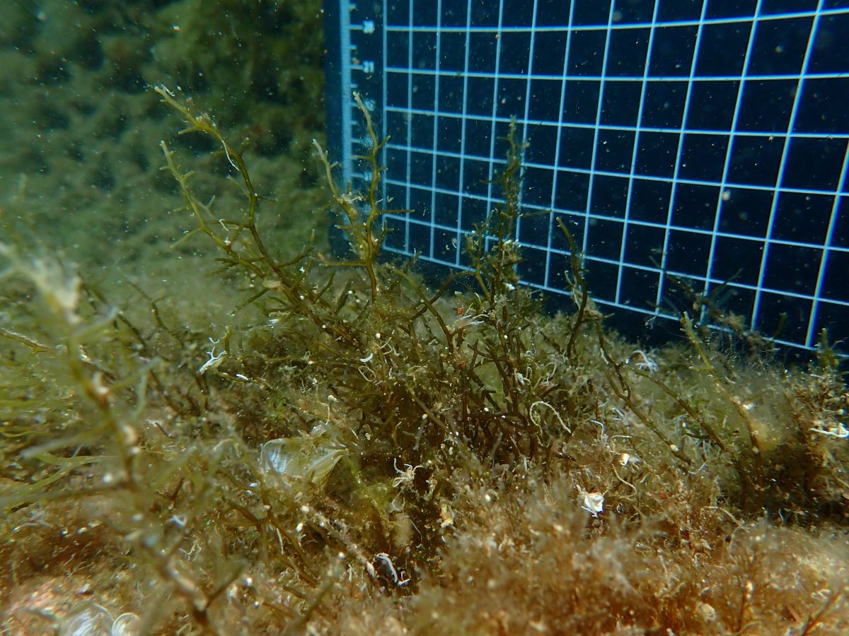 Reclutes de cystoseira replantats.  Image: Ocean Ecoestructures