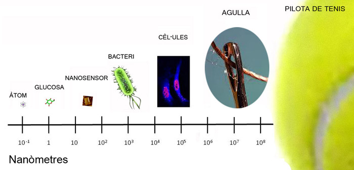 A l'ull d'una agulla amb unes dimensions d'1 mil•límetre per 1 mil•límetre, cabrien 10.000 nanosensors a l'ample i 10.000 en vertical. Per cobrir l'àrea d'un mil•límetre quadrat, es necessitarien 10.000 x 10.000 nanosensors: 100.000.000. Si l'ull de l'agulla tingués 1 mil•límetre per 1 cm, es necessitarien ¡mil milions de nanosensors! (10.000 x 100.000). Aquest esquema intenta donar una idea de a quin escales es mouen els objectes nanomètrics. Les imatges i la diferència entre els seus mides no estan a escala real.