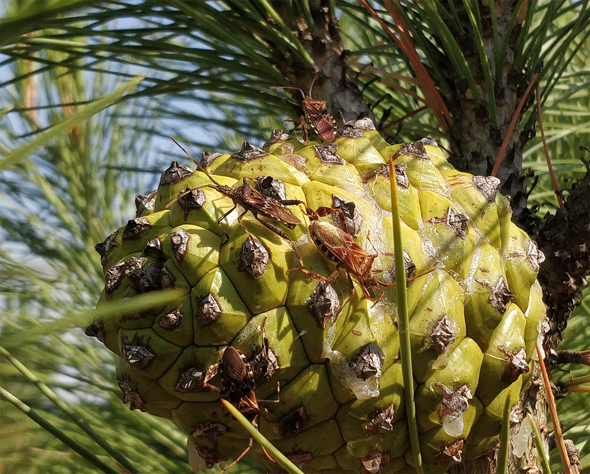 Pine seed bugs on a green pine cone. Image: Sergio López / RUBAM/IQAC-CSIC